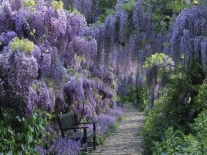 Wisteria Path