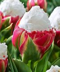 ice cream tulip