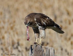 red-tailed-hawk-6835-ron-dudley