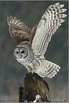 Barred Owl