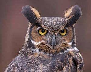 Great Horned Owl