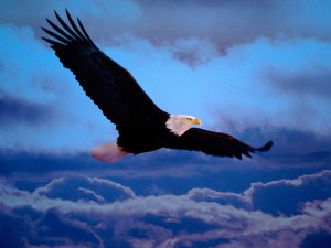 Download-Flying-Eagle-Dramatic-Sky-Iphone-Backgrounds